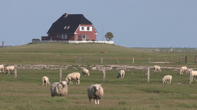 Die Hallig Nordstrandisch Moor