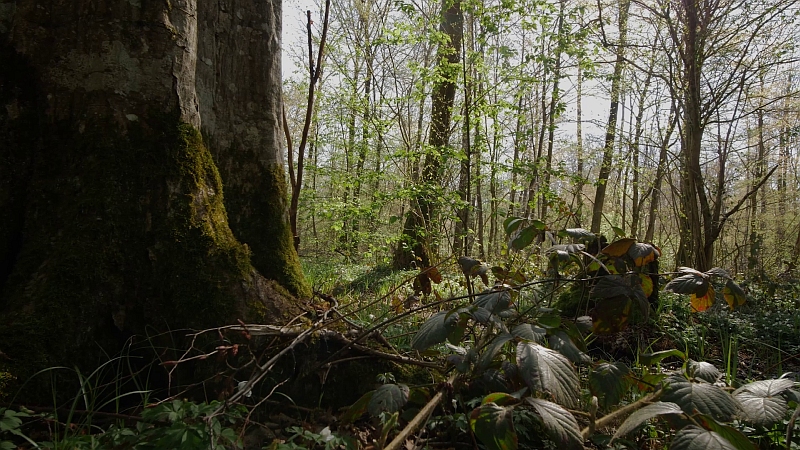 Nur ein kleines Stück Wald